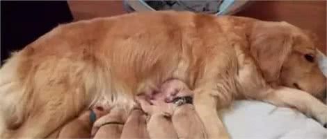 狗狗为什么会有近亲繁殖行为?它们真的认不出自己的亲人吗?