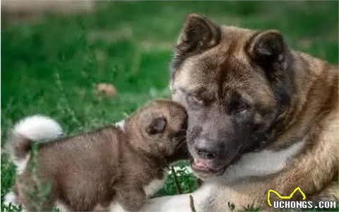 狗狗为什么会有近亲繁殖行为?它们真的认不出自己的亲人吗?