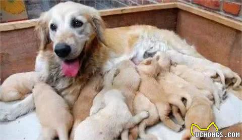 狗狗为什么会有近亲繁殖行为?它们真的认不出自己的亲人吗?