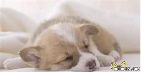 狗狗为什么会有近亲繁殖行为?它们真的认不出自己的亲人吗?