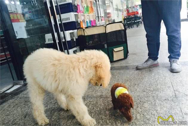 巨贵宝宝逛宠物店偶遇玩具贵宾犬，瞬间感觉自己变成了巨人