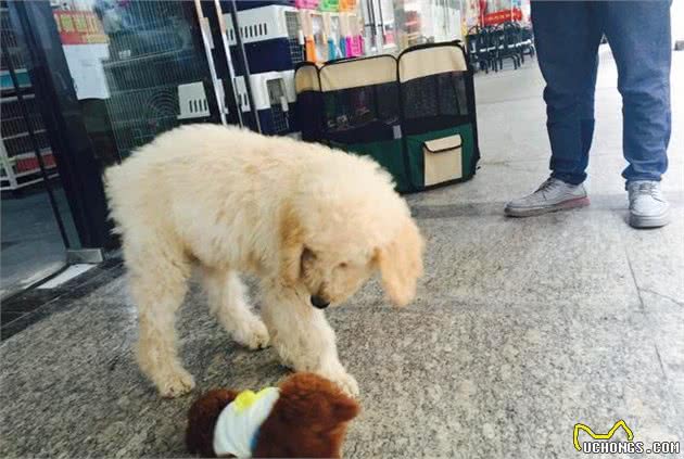 巨贵宝宝逛宠物店偶遇玩具贵宾犬，瞬间感觉自己变成了巨人