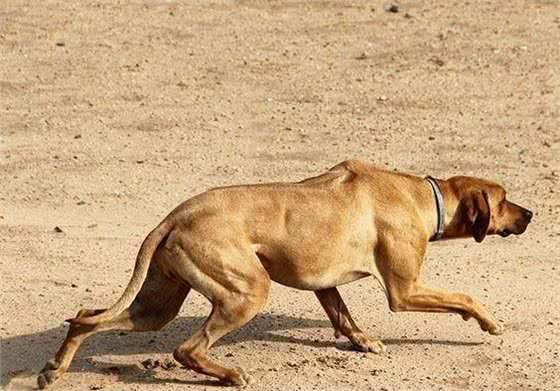 身披“大刀疤”的猛犬，可3天不进水，成群结队，围剿雄狮