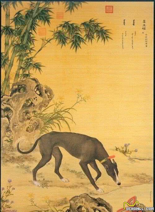 犬类防疫小常识，爱汪人常备知识