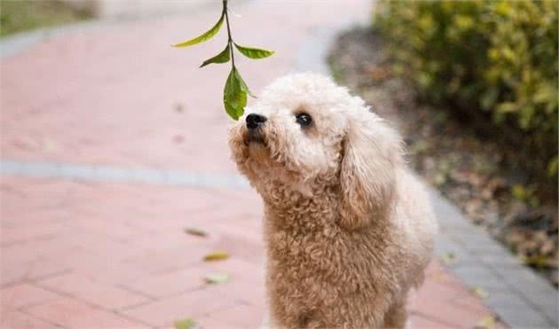 泰迪犬价格差别大，都是受到这6大因素的影响！