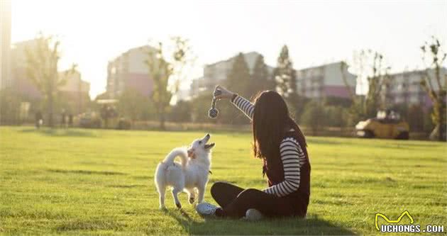 狗狗难受时的这几种心理活动，作为铲屎官的你，知道吗？