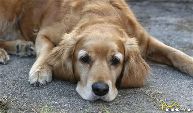 辟谣，狗狗刚到新家只能吃犬粮？并不是如此，纯犬粮喂食也有风险