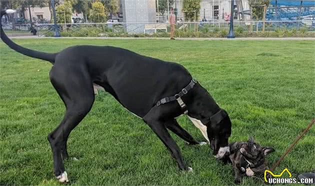 外表威武的大型犬却个个都温顺友善，看来性格跟体型是成反比的