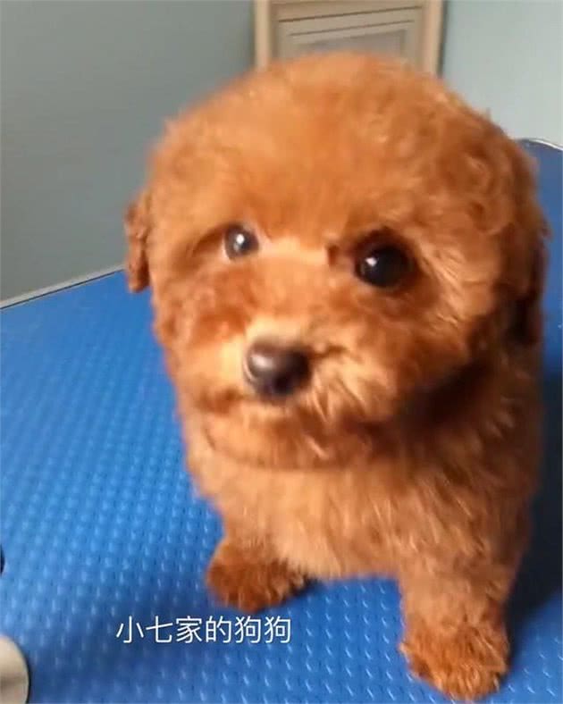 泰迪幼犬的饲养