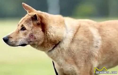 怎样的土狗是极品品相好的不输宠物犬