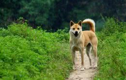 怎样的土狗是极品品相好的不输宠物犬