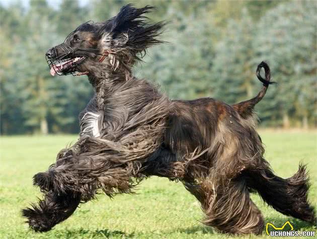 古老血统，贵族气质的阿富汗猎犬