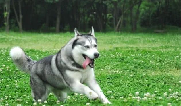 哈士奇幼犬吃什么哈士奇幼犬的饮食管理