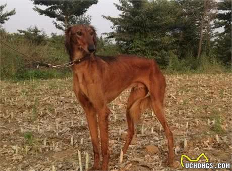 中国猎犬中的猎兔高手—陕西细犬