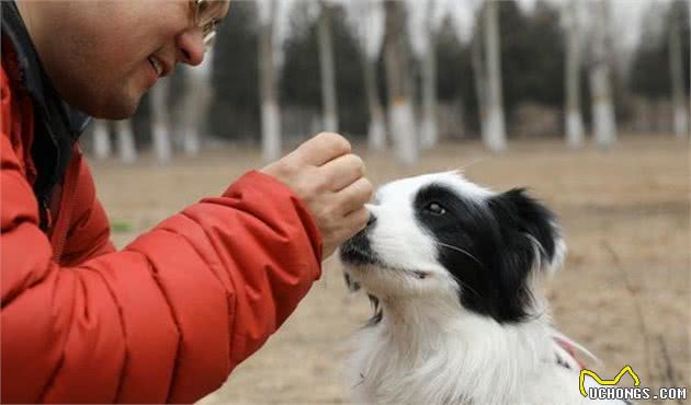 饲养边牧犬有5大禁忌，铲屎官尽可能早了解，有助延长边牧犬寿命！