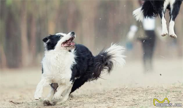 饲养边牧犬有5大禁忌，铲屎官尽可能早了解，有助延长边牧犬寿命！