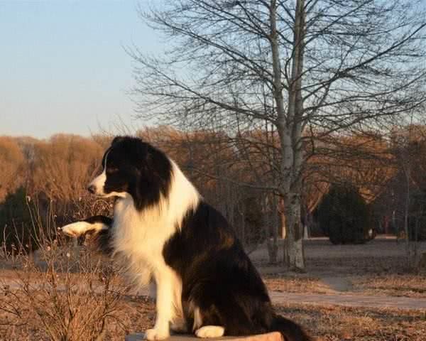 边牧和苏牧都是牧羊犬，为什么喜欢边牧犬的更多呢？边牧犬的5大优势