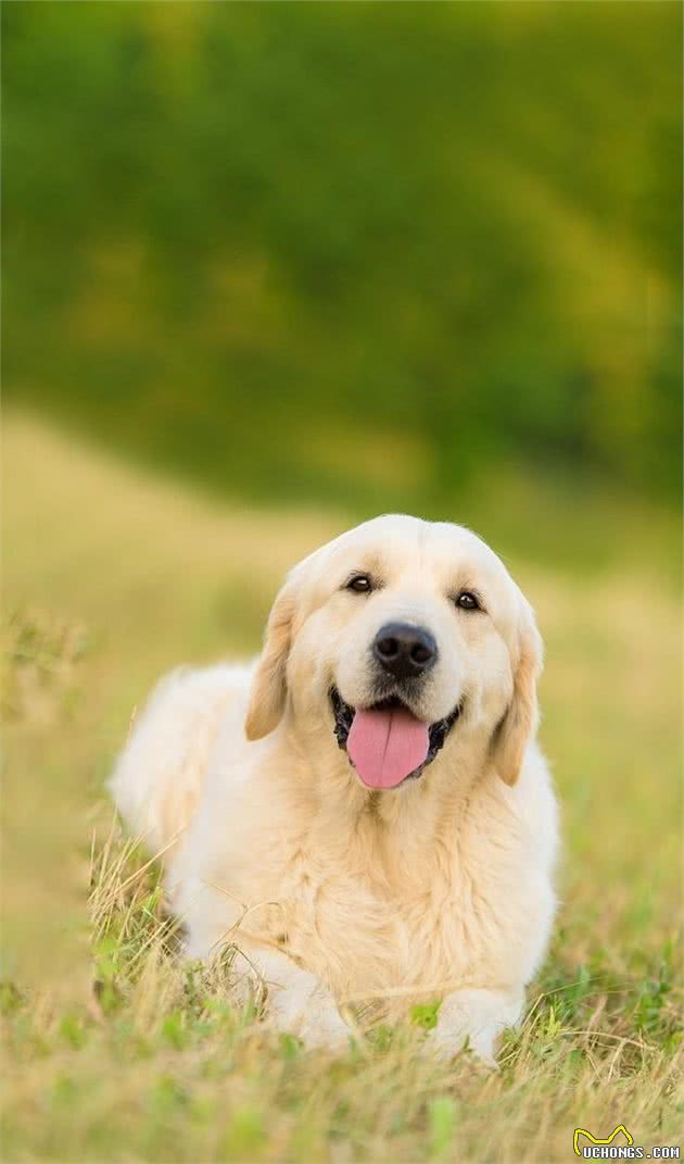 饲养犬的基本管理