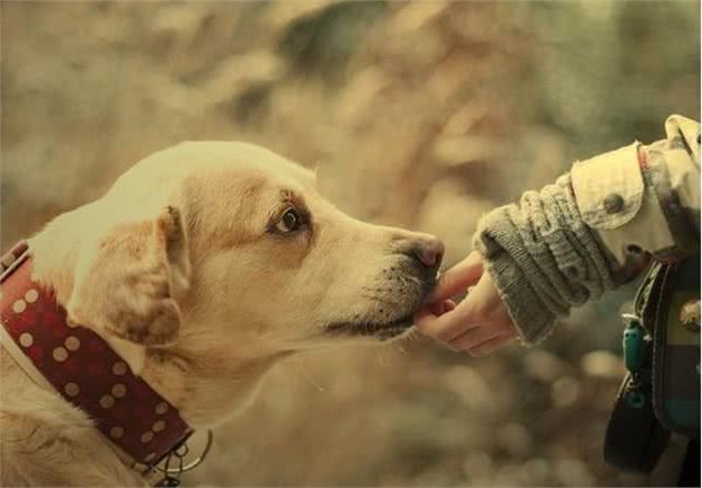 军（警）犬饲喂要注意把握哪些问题？