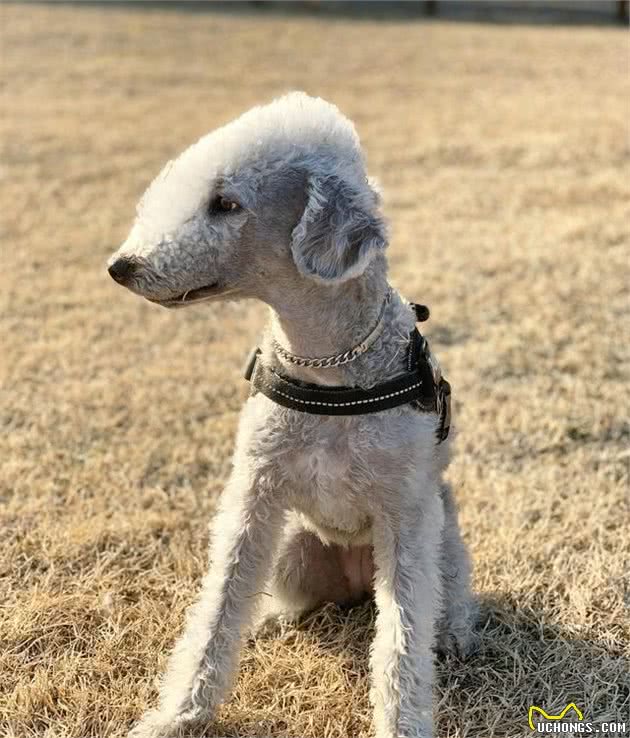 贝灵顿梗犬以酷似史努比的造型走红，但它其实并不是史努比的原型