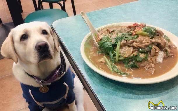 你还在给狗狗喂剩饭菜吗？狗狗吃犬粮的6大好处！