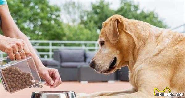 你还在给狗狗喂剩饭菜吗？狗狗吃犬粮的6大好处！