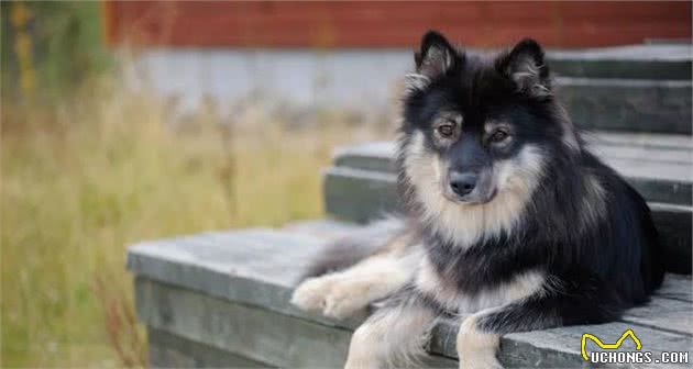 芬兰拉普猎犬：长得像中型的阿拉斯加犬，是能够狩猎驯鹿的狗狗