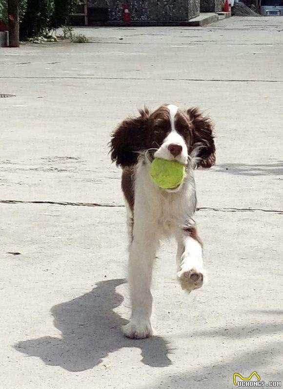 养好史宾格犬，你不可不知道的小技巧