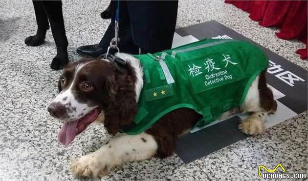 养好史宾格犬，你不可不知道的小技巧