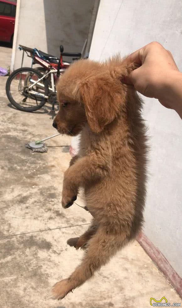 刚买不久的金毛犬误食15颗葡萄，上网一查，大家的回答让我心碎！