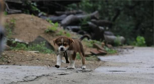 狗狗得狂犬病的5大先兆，看到这样的狗一定得躲开，不然很危险！