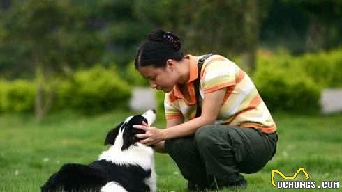 都说边牧犬难养，却不知道养它有这些好处，养了就没后悔过