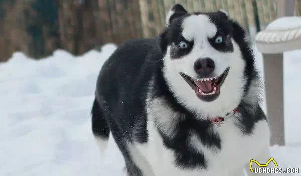 俄罗斯鱼子酱成灾，吃不完只能喂狗？那是要跑700千米的雪橇犬