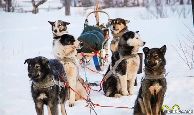 俄罗斯鱼子酱成灾，吃不完只能喂狗？那是要跑700千米的雪橇犬