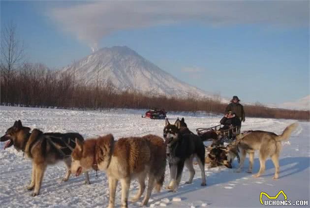 俄罗斯鱼子酱成灾，吃不完只能喂狗？那是要跑700千米的雪橇犬