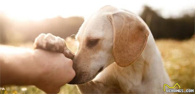 辟谣：口口相传的训犬方法，有些居然是错的，越教狗越咬人