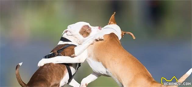 辟谣：口口相传的训犬方法，有些居然是错的，越教狗越咬人