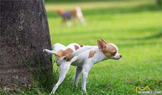 爱护好狗狗们，要是犬们出现了狗病症状，应当怎么做？