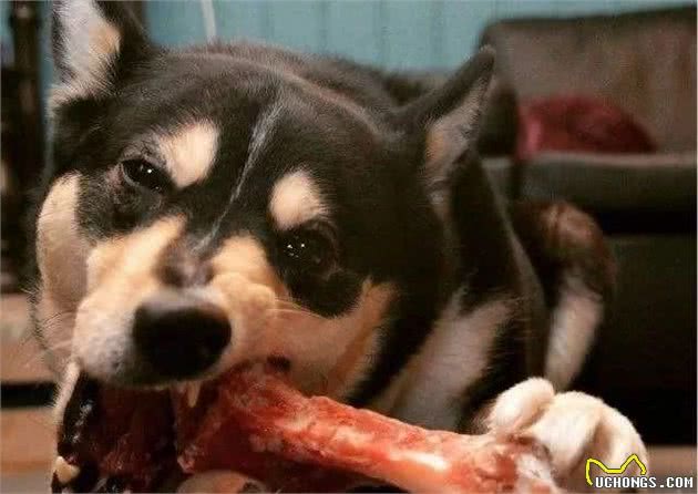 怎样解决犬厌食、挑嘴和肥胖的问题？科学的饲喂方法少不了