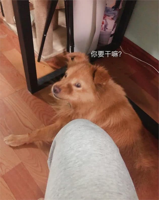 狗狗突然呕吐，背后的真相是什么？发现这几种情况，千万别忽略