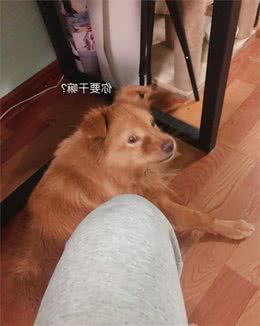 狗狗突然呕吐，背后的真相是什么？发现这几种情况，千万别忽略