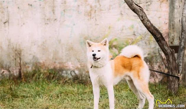 秋田犬狗狗皮肤病怎么治疗？有什么防治措施