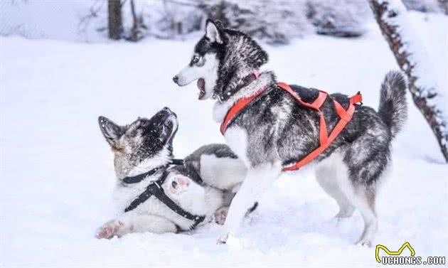 狗狗换毛的时候要喂什么犬粮？5大挑选要素你要重点关注