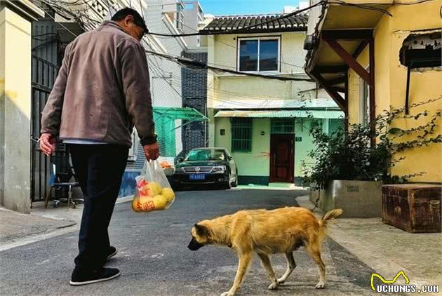 狗狗走丢后有6种办法寻找主人，但请主人出门一定得牵好狗绳