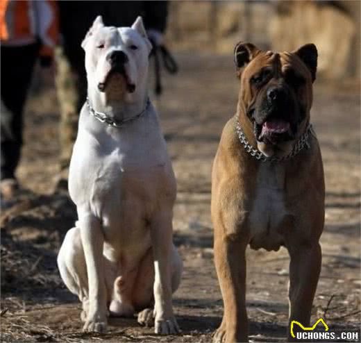 来自南非的这类猛犬，能够三分钟秒掉藏獒