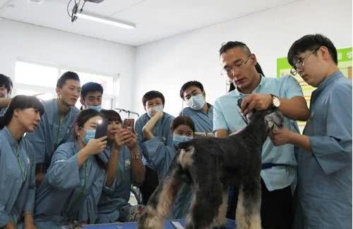 学宠物美容专业好创业吗｜宠物美容师培训哪家强？