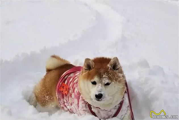 铲屎官陪同八岁老狗玩雪，看狗狗享受模样，主人忧心爱犬晚年！