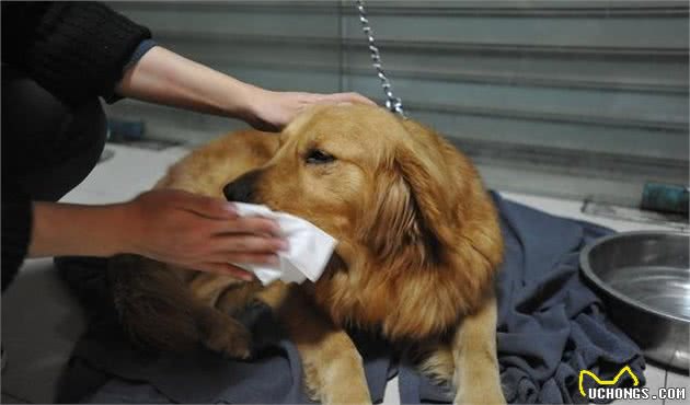 犬拉稀不要怕，这里给您整理出拉稀的八大原因以及应对措施