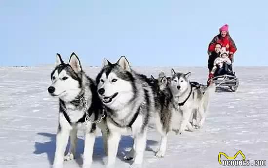 冰雪英雄哈士奇犬不应生活在笼子里，别忘了他叫西伯利亚雪橇犬