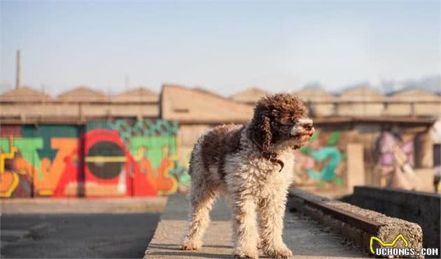 防过敏犬种-对犬过敏又想养个毛孩的福利